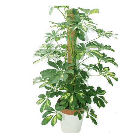 Schefflera Arboricola - Variegated - Schefflera Arboricola - Variegated - Plantsworld.ae