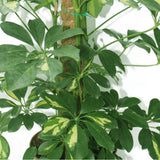 Schefflera Arboricola - Variegated - Schefflera Arboricola - Variegated - Plantsworld.ae