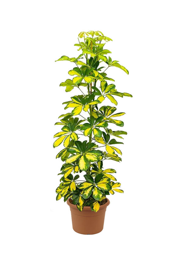 Dwarf Umbrella Tree Variegated - Schefflera Arboricola