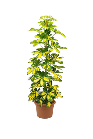 Dwarf Umbrella Tree Variegated - Schefflera Arboricola - Plantsworld.ae