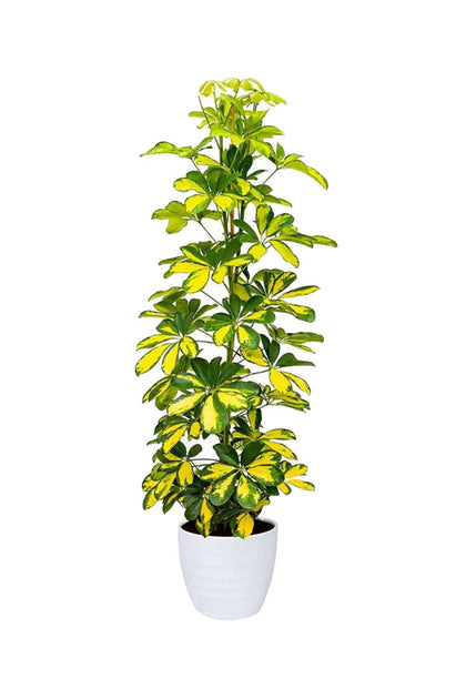 Dwarf Umbrella Tree Variegated - Schefflera Arboricola -Tree Plant