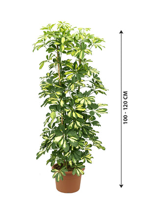 Dwarf Umbrella Tree Variegated - Schefflera Arboricola - Plantsworld.ae