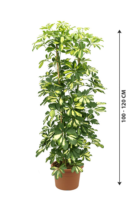 Dwarf Umbrella Tree Variegated - Schefflera Arboricola -Tree Plant