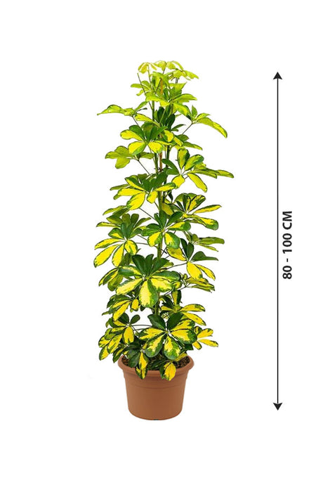 Dwarf Umbrella Tree Variegated - Schefflera Arboricola -Tree Plant
