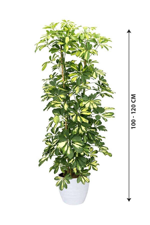 Dwarf Umbrella Tree Variegated - Schefflera Arboricola -Tree Plant