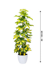Dwarf Umbrella Tree Variegated - Schefflera Arboricola -Tree Plant