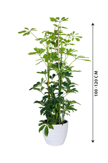 Schefflera Arboricola -Araliaceae Pflanzen-Baumpflanze