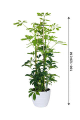 Schefflera Arboricola -Araliaceae Pflanzen-Baumpflanze