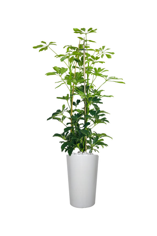 Schefflera Arboricola – Araliaceae Pflanzen – Büro-Hochpflanze