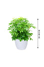 Umbrella Plant - Schefflera Arboricola - Plantsworld.ae