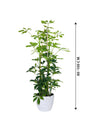 Umbrella Plant - Schefflera Arboricola - Plantsworld.ae