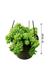Sedum Burrito - Hanging Pot-Burros Tail-Sedum Morganianum - Plantsworld.ae - {{ varient.name }}
