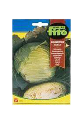 Fito Semillas Col Repollo Brunswick Tenta Cabbage Seeds - Plantsworld.ae