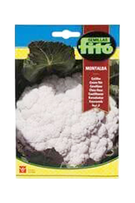Fito - Semillas Coliflor Alba Cauliflower Seeds for gardening available online at Plantsworld.ae
