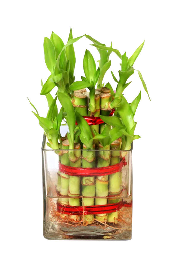 Friendship Day Gift- Lucky Bamboo with Chocolate