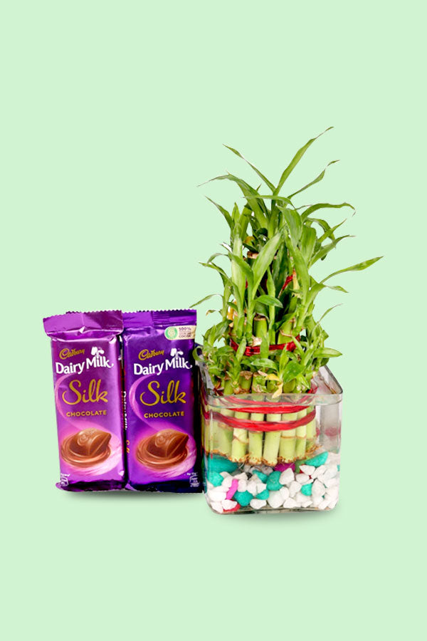 Friendship Day Gift- Lucky Bamboo with Chocolate