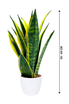Snake Plant - Sansevieria Indoor Plant - Plantsworld.ae
