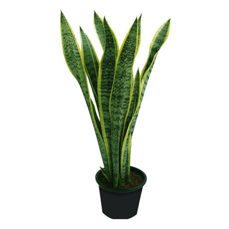 can i put a snake plant in a rectangular planter Snake Plant Indoor In Rectangular Pot-Big Pot-plantsworld.ae – Plantsworld.ae