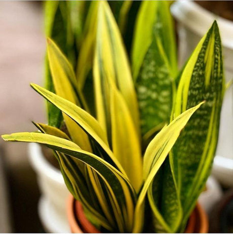 Snake Plant - Golden Flame - Snake Plant - Golden Flame - Plantsworld.ae