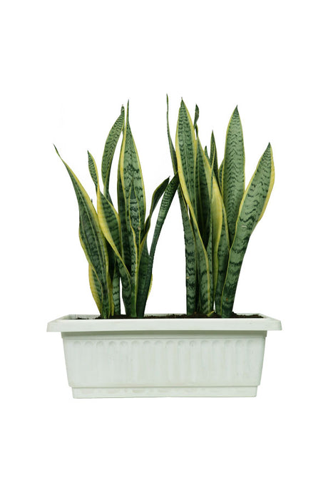 Snake Plant Indoor In Rectangular Pot