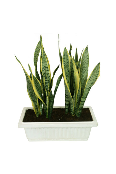 Snake Plant Indoor in Rectangular Pot with tall upright leaves, perfect for modern home and office décor.