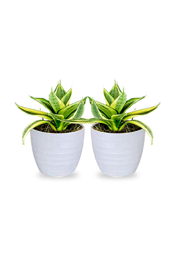 Kaufen Sie eins und erhalten Sie eins – Schlangenpflanze Mini – Sansevieria-Zimmerpflanze