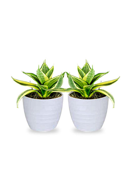 Buy One Get One - Snake Plant Mini- Sansevieria Indoor Plant
