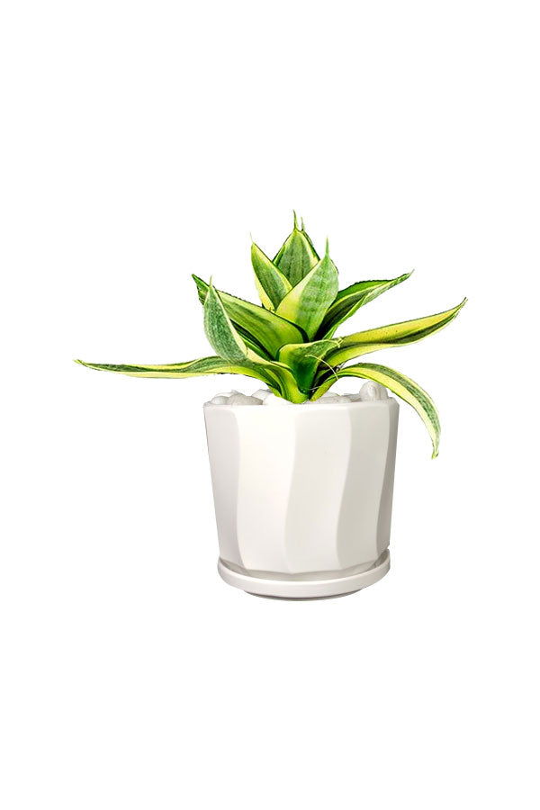 Snake Plant Mini Office Table Top Plant