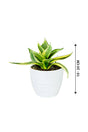 Snake Plant Mini - Sansevieria - Plantsworld.ae