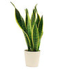 OFFER!! Snake Plant -Indoor-Sansevieria With Ceramic Pot - OFFER!! Snake Plant -Indoor-Sansevieria With Ceramic Pot - Plantsworld.ae