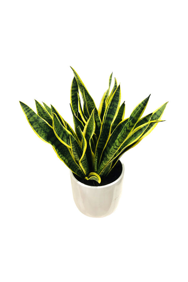 Snake Plant Bushy In Ceramic Pot