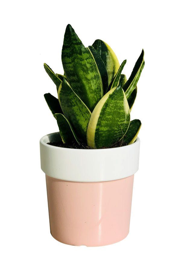 Schlangenpflanze Mini mit rosa Keramiktopf