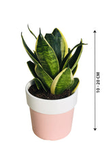 Snake Plant Mini With Pink Ceramic Pot