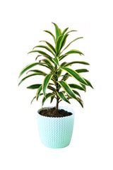 Anniversary Gift Plant-Song Of India In Design Pot