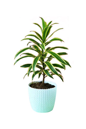Song of India plant in a designer pot - perfect anniversary gift at Plantsworld.ae