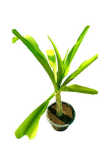 Spinnenlilie - Hymenocallis - Lycoris radiata - Blühende Pflanze im Freien