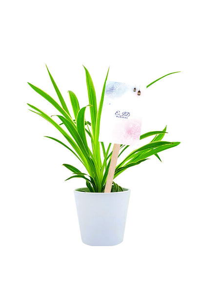 Eid Gift - Spider Plant Lemon- Indoor Plant