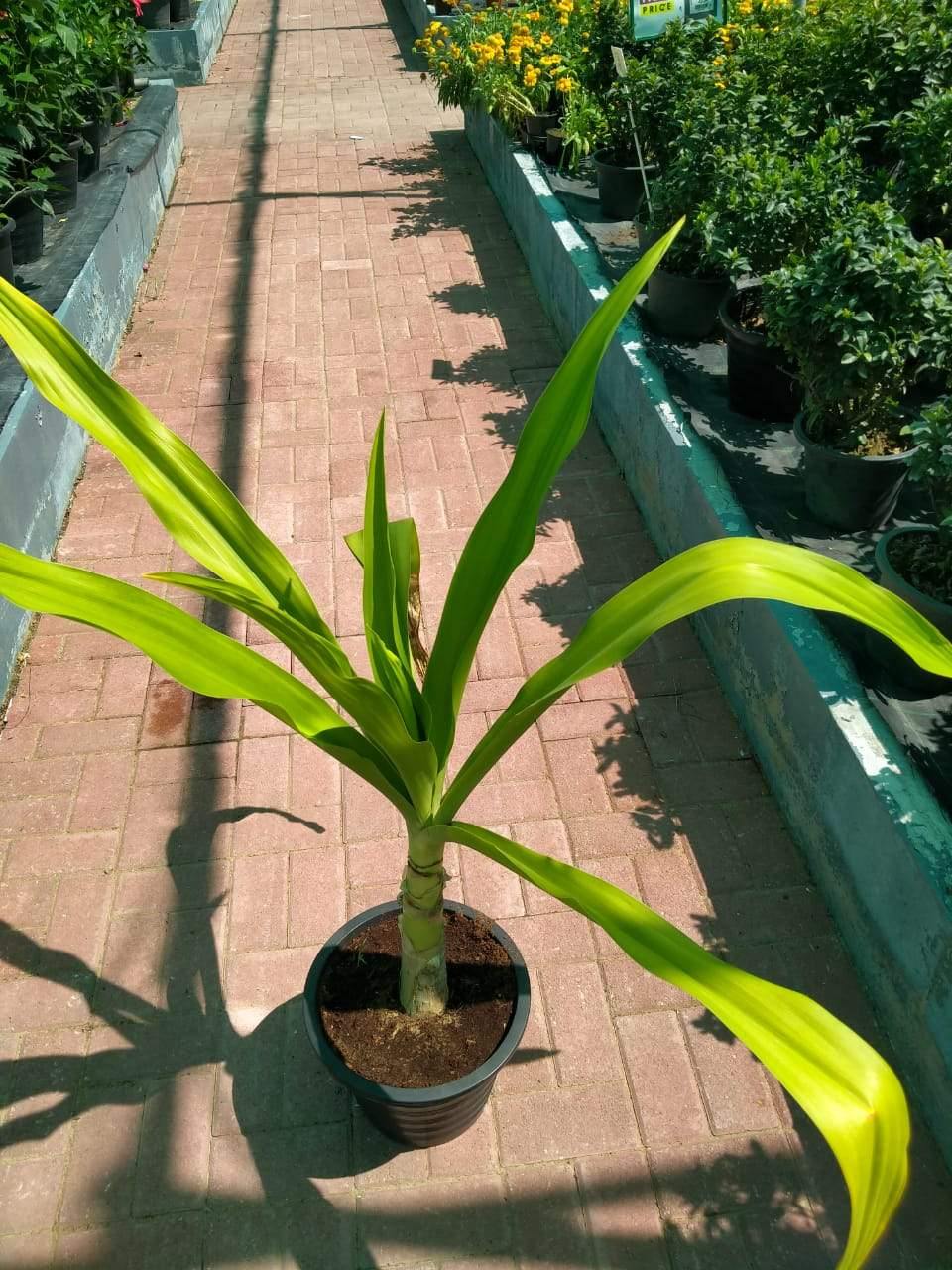 Spider Lily-Hymenocallis - Spider Lily-Hymenocallis - Plantsworld.ae