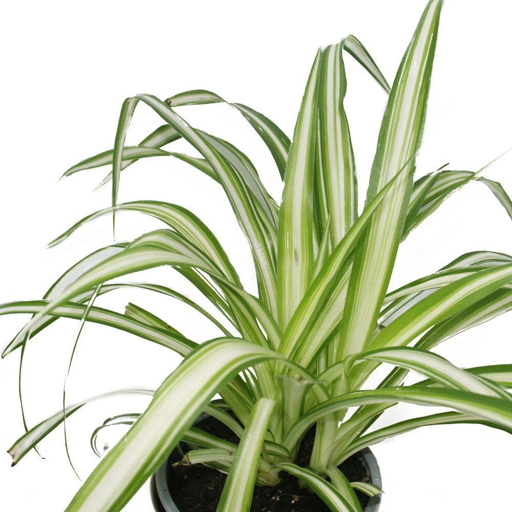 Spider Plant-Chlorophytum - Plantsworld.ae - {{ varient.name }}