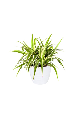 Spider Plant (Chlorophytum) in White Ceramic Pot – Air-Purifying and Low-Maintenance Plant for Your Home or Office