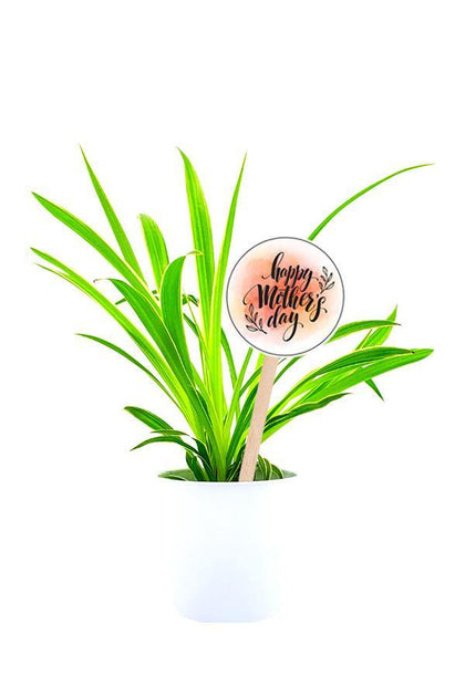 Elegant Spider Plant  in a white pot with Mothers Day Customized  Quote.