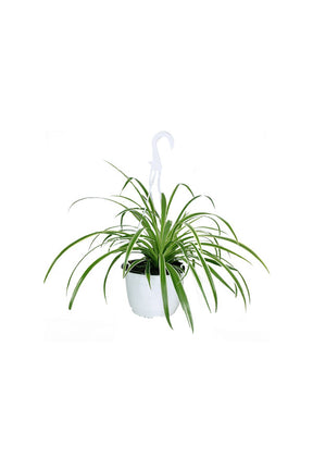 Spider Plant Hanging – Air-purifying indoor plant with cascading green and white leaves