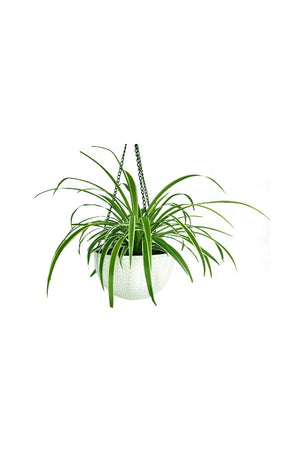 Spider Plant - Chlorophytum Comosum - Plantsworld.ae