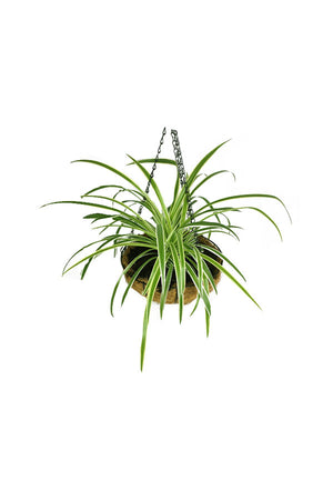 Spider Plant - Chlorophytum Comosum - Plantsworld.ae