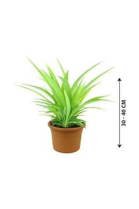 Spider Plant Lemon-Chlorophytum - Plantsworld.ae - {{ varient.name }}