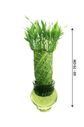 Spiral Lucky Bamboo Plant – Indoor Feng Shui Bamboo for Good Luck and Prosperity