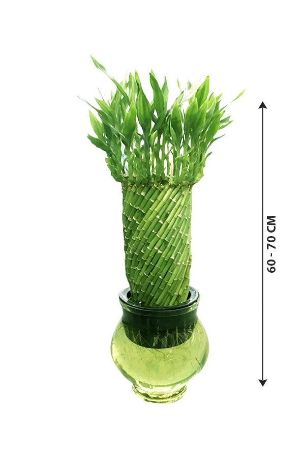 Spiral Lucky Bamboo in Glass Bowl