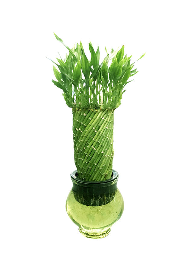 Spiral Lucky Bamboo in Glass Bowl