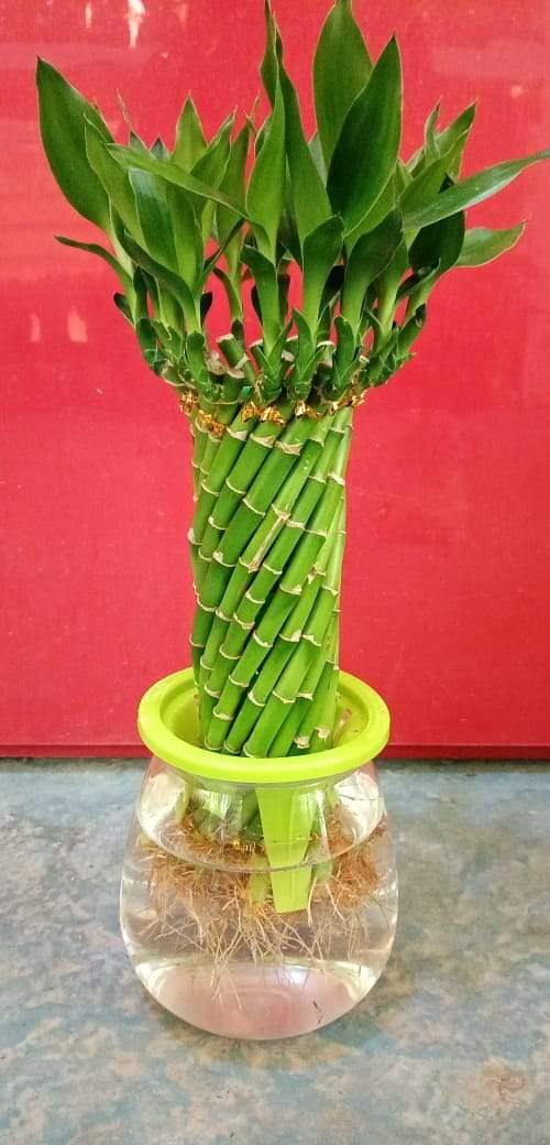 Spiral Lucky Bamboo- Bamboo Plant - Plantsworld.ae - {{ varient.name }}