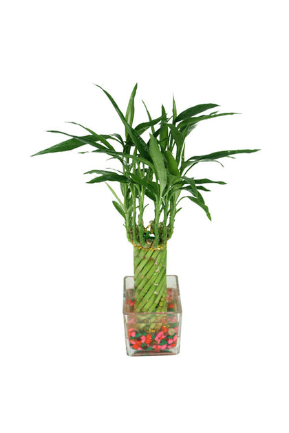 Spiral Lucky Bamboo Plant In Glass Square Vase with Stones